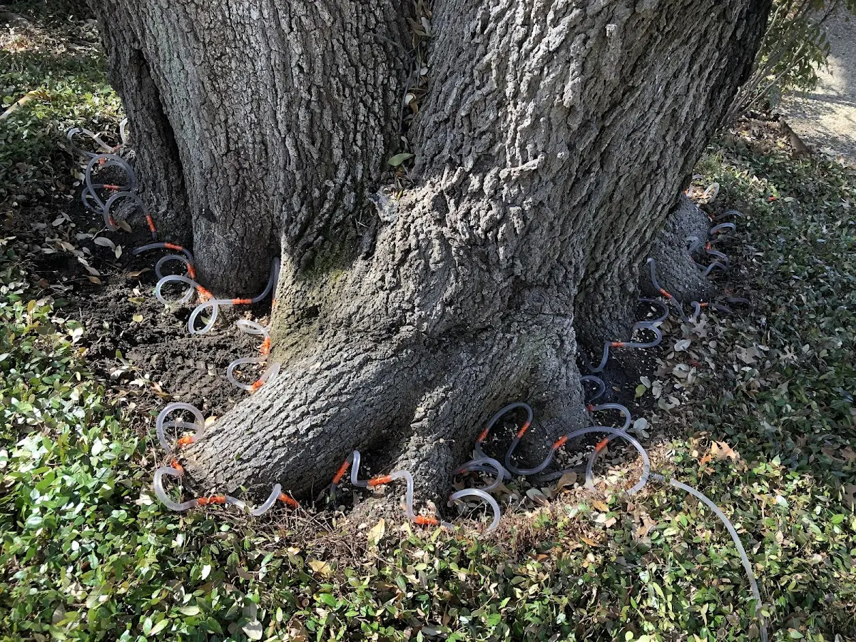 Detailed Tree Cabling and Bracing job site in Cabazon